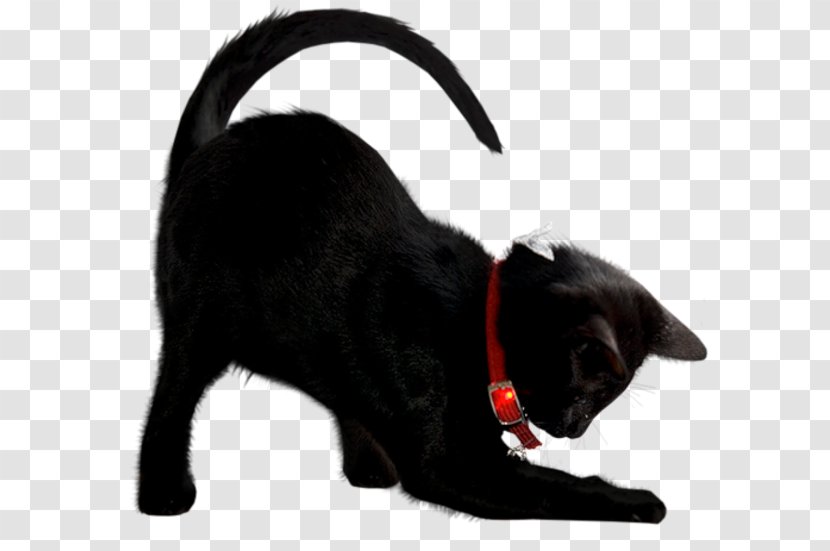 Persian Cat Kitten Pusheen Grumpy Image - Black Transparent PNG