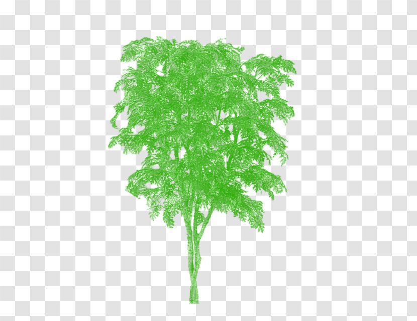 Palm Trees Oak Trunk Plants - Plant Stem - Tree Transparent PNG