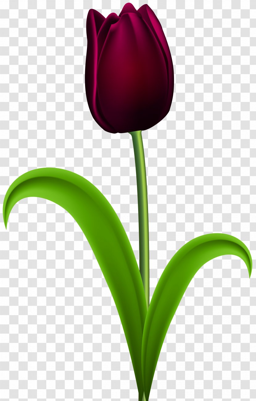 Skagit Valley Tulip Festival Purple Flower - Blog - Dark Red Transparent Clip Art Image Transparent PNG
