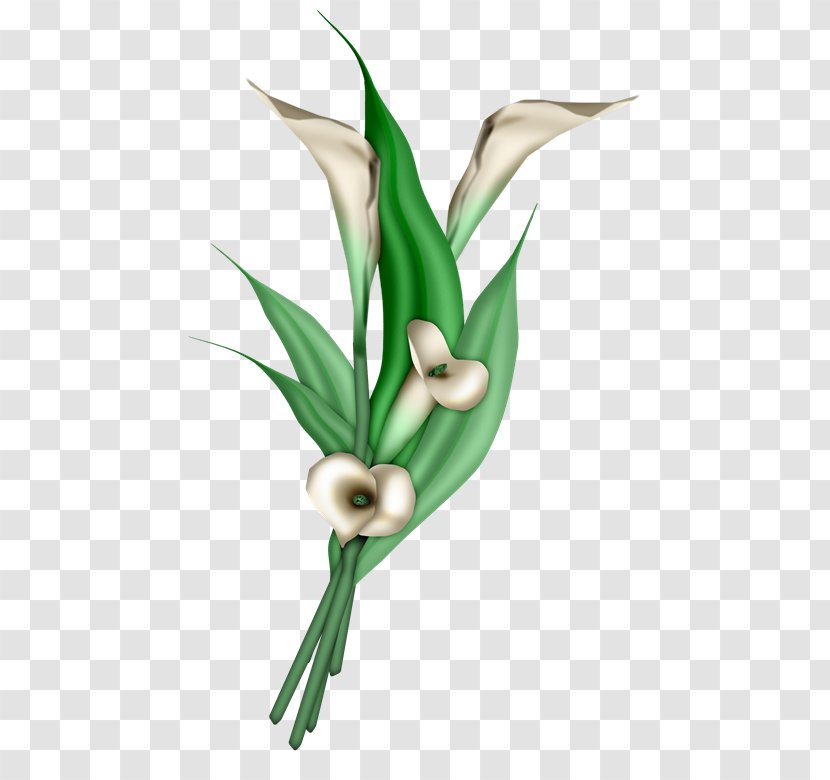 Cv - Arumlily - Grass Transparent PNG