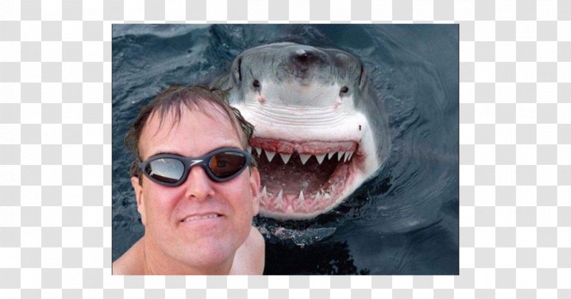 Shark Week Photobombing Great White Selfie - Jaws Transparent PNG