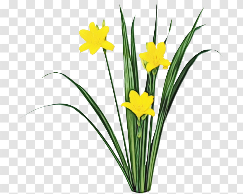 Flower Yellow Plant Narcissus Grass Transparent PNG