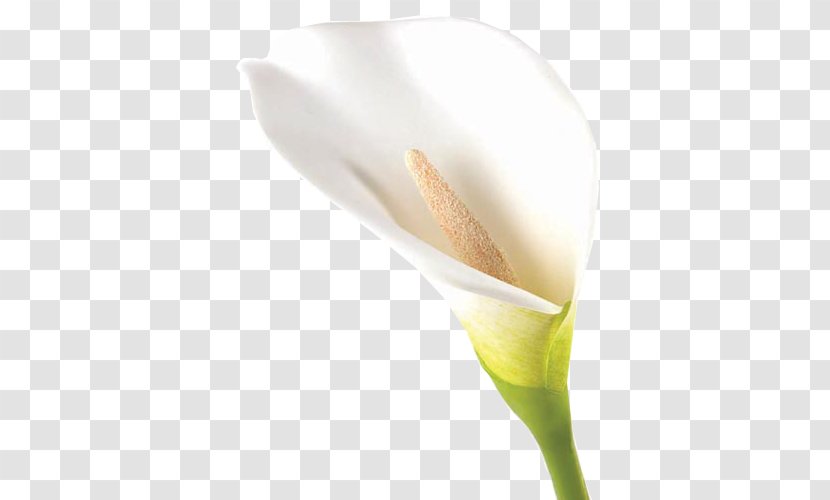 Arum Lilies Calas Flower Bud - Callalily Transparent PNG