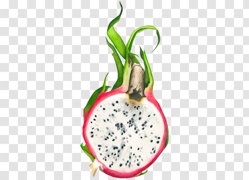 Pitaya Fruit Drawing Watercolor Painting - Organism Transparent PNG