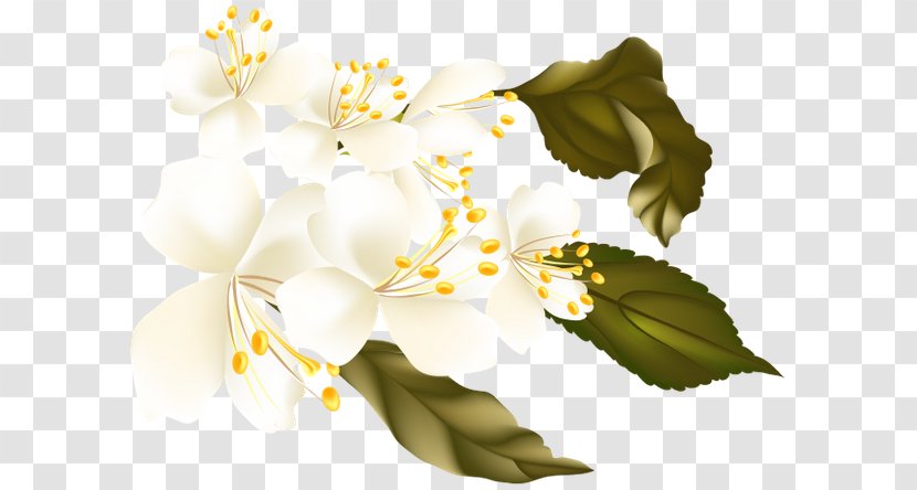 Flower Desktop Wallpaper Auglis Clip Art - Plant Transparent PNG