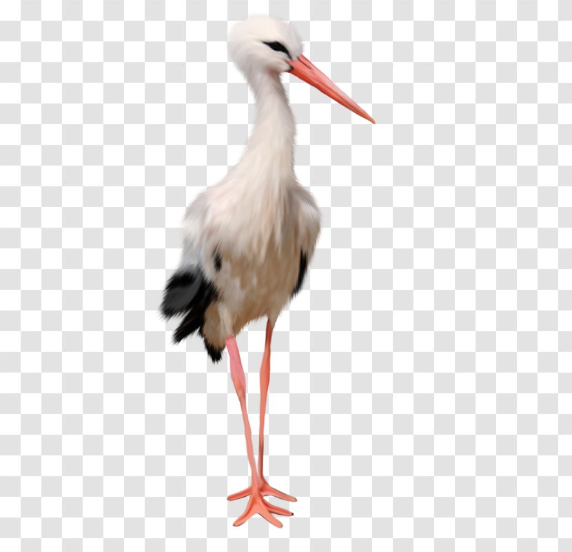 White Stork Icon - Crane Transparent PNG