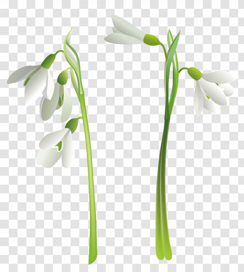 Snowdrop Flower Clip Art - Galanthus Transparent PNG