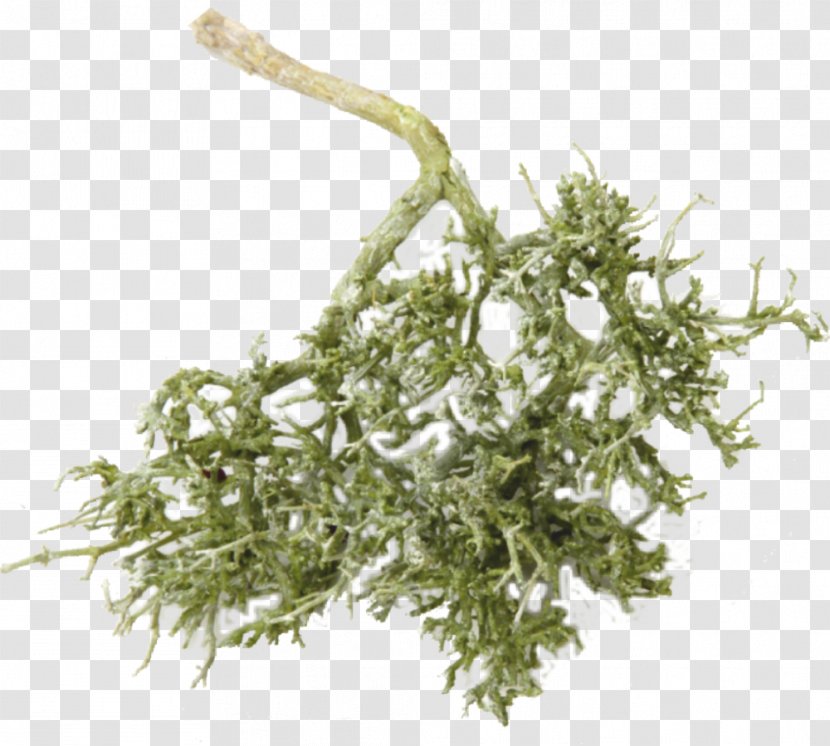Herb - Dry Tree Transparent PNG
