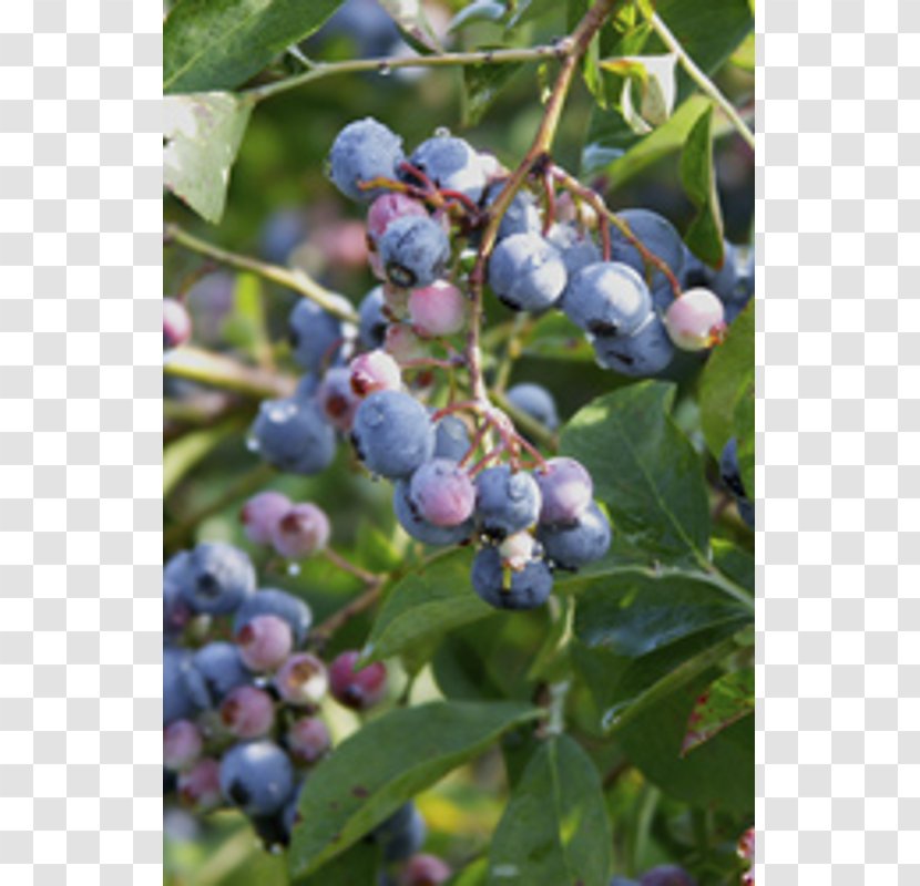 Highbush Blueberry Bilberry Oregon Grape Vaccinium Cespitosum - Aronia Transparent PNG