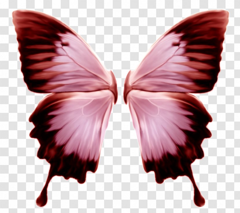 Butterfly Insect - Wing Transparent PNG