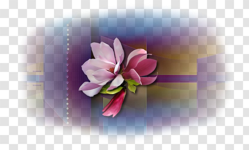 Desktop Wallpaper Computer Flowering Plant Transparent PNG