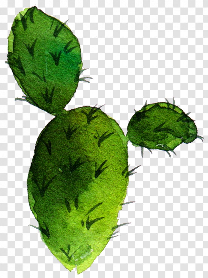 Cactaceae Barbary Fig Drawing Nopal Succulent Plant - Herb - Sen Department Aesthetic Cactus Transparent PNG