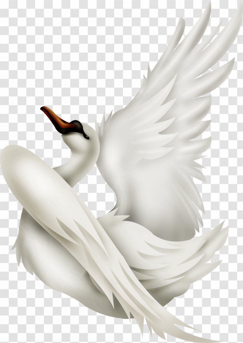 Cygnini Duck Dog Animal - Waterfowl - Swan Transparent PNG