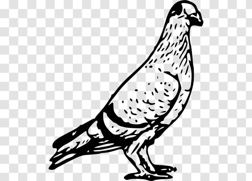 Homing Pigeon Columbidae Bird Post Clip Art - Drawing Transparent PNG