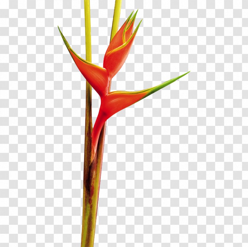 Heliconia Bihai Chartacea False Bird Of Paradise Psittacorum Collinsiana - Plant Stem - Flower Transparent PNG