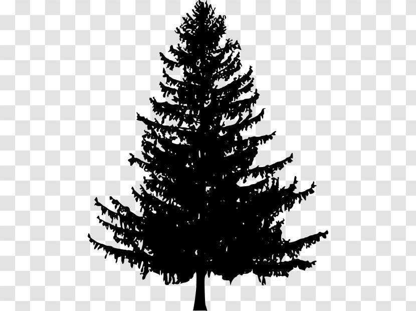 Tree Fir Drawing Scots Pine Transparent PNG