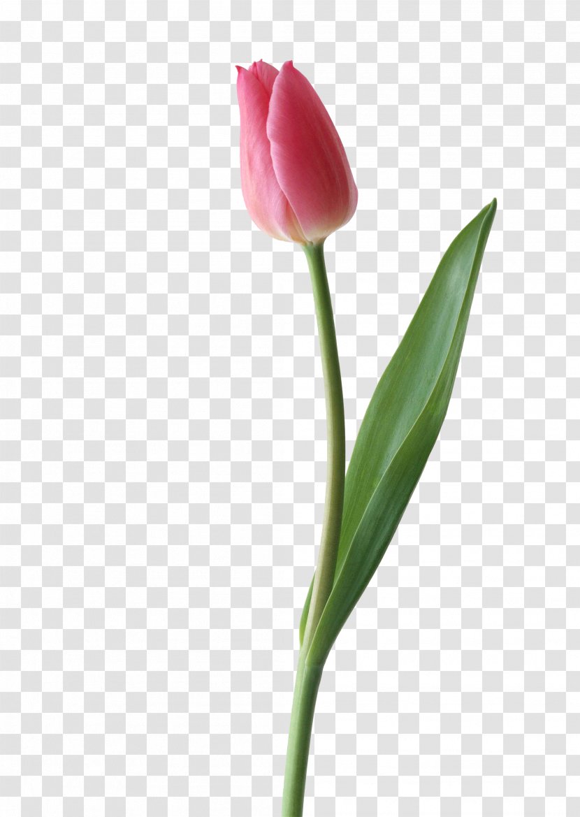 Flower Bouquet Tulip Pink Clip Art - Petal - Tulip, Transparent PNG