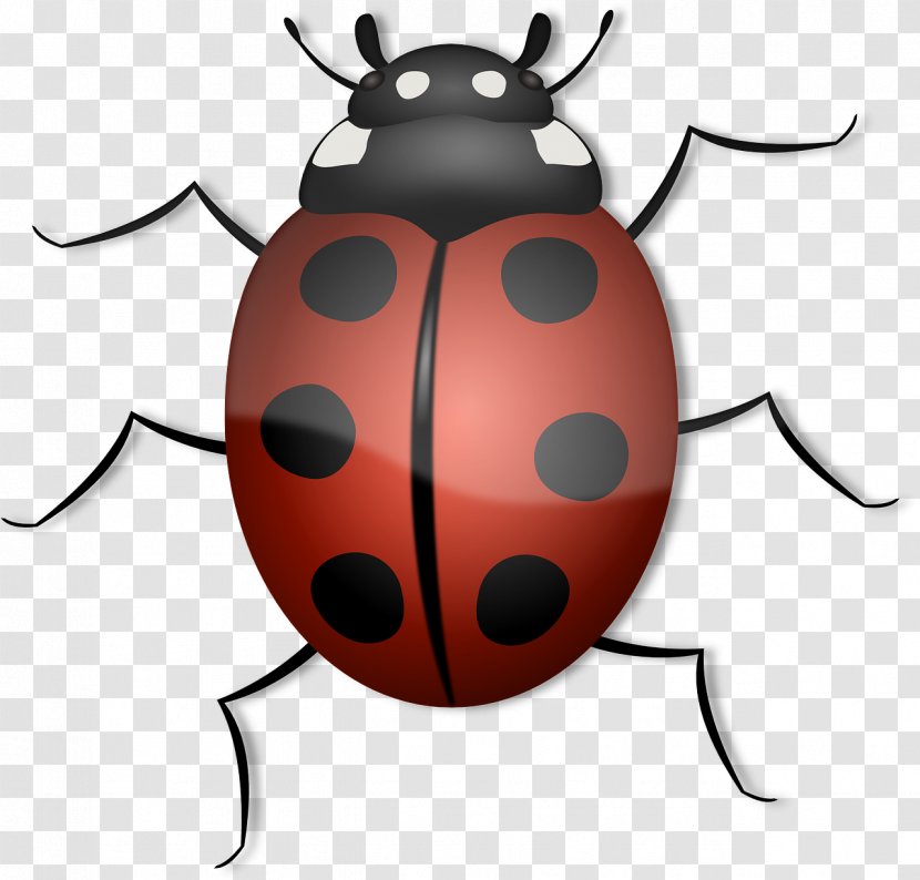 Beetle Ladybird Clip Art - Bugs Transparent PNG