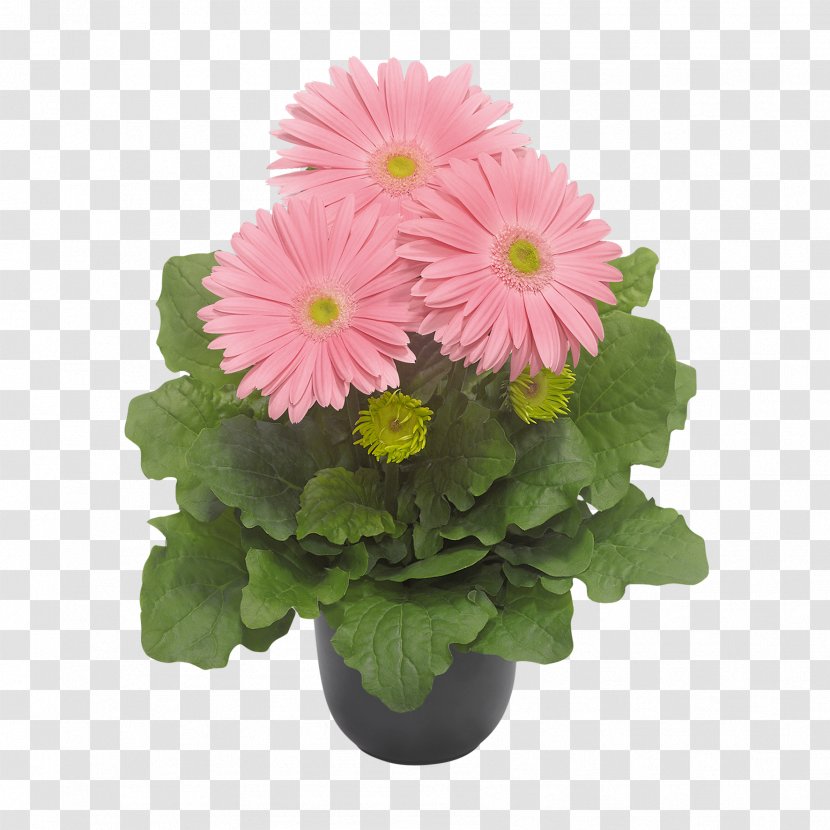 Cut Flowers Floristry Floral Design Chrysanthemum - Pot Plant Transparent PNG