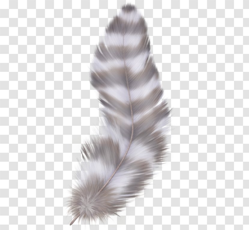 Bird Cartoon - Feather - Wing Ear Transparent PNG