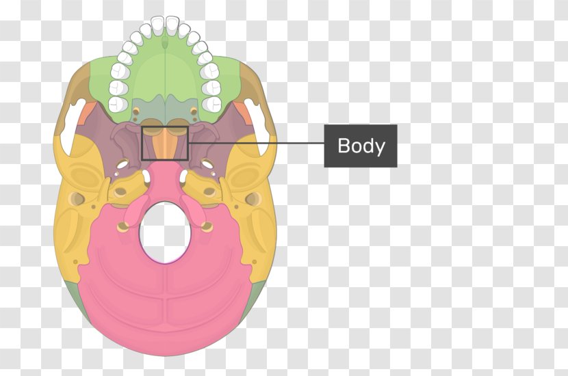 Pterygoid Processes Of The Sphenoid Hamulus Medial Muscle Lateral Bone - Tree - Skull Transparent PNG