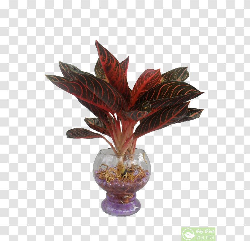 Leaf Dracaena Fragrans Ornamental Plant Tree Arecaceae - Houseplant Transparent PNG