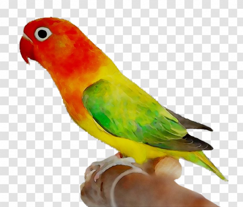 Lovebird Parakeet Macaw Loriini - Vertebrate - Beak Transparent PNG
