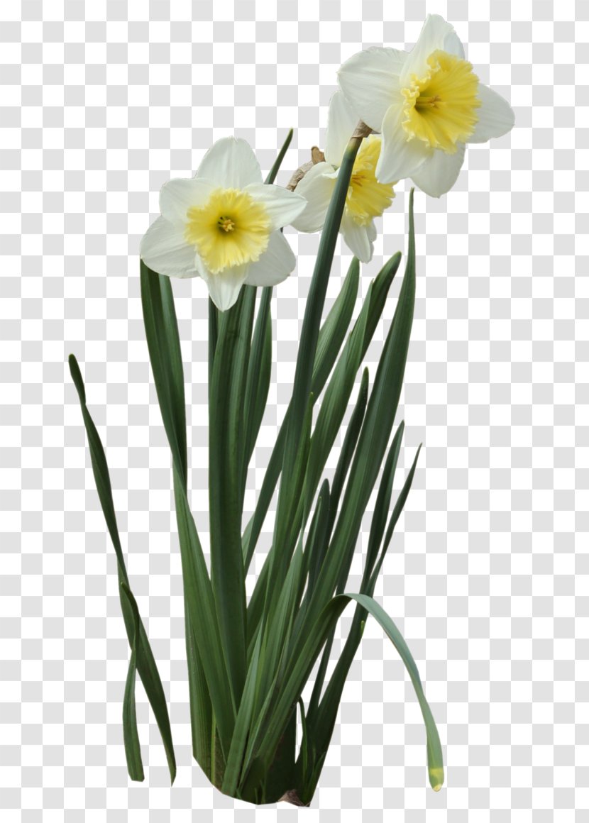 Bunch-flowered Daffodil Wild Clip Art - Plant Stem - Flower Transparent PNG