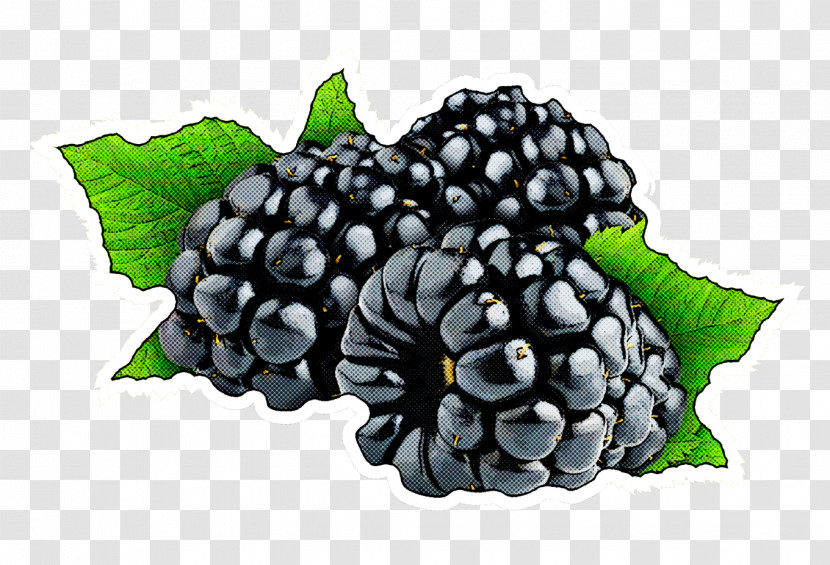 Berry Blackberry Plant Fruit Rubus Transparent PNG