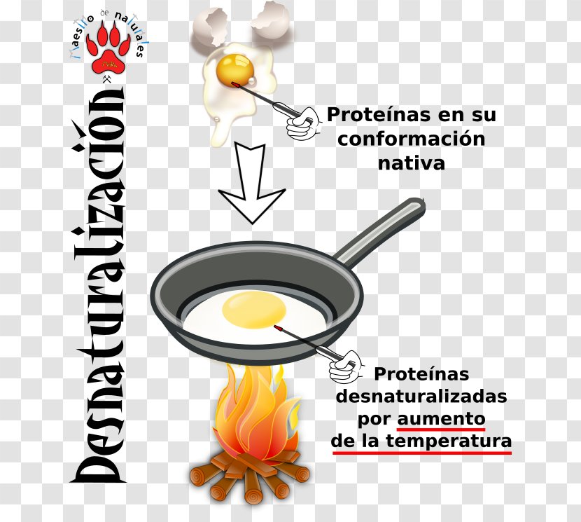 Protein Tertiary Structure Peptide Bond Denaturation Egg - Cookware And Bakeware - Quinoa Transparent PNG