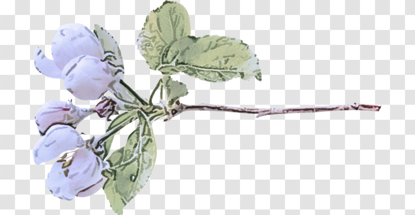 Lavender Transparent PNG