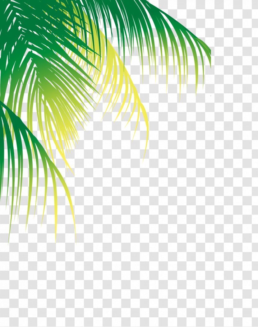 Coconut Water Arecaceae Tree - Yellow - Material Transparent PNG