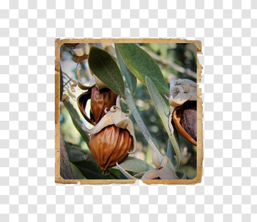 La Jojoba Oil Simmondsia Chinensis (jojoba) Seed Powder - Snails And Slugs Transparent PNG