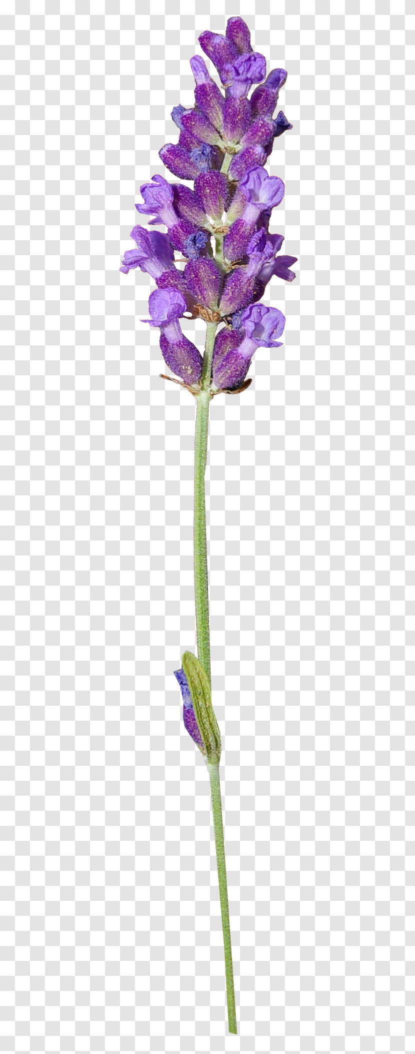 English Lavender Clip Art Herbaceous Plant Stem - Purple - Dried Flower Transparent PNG