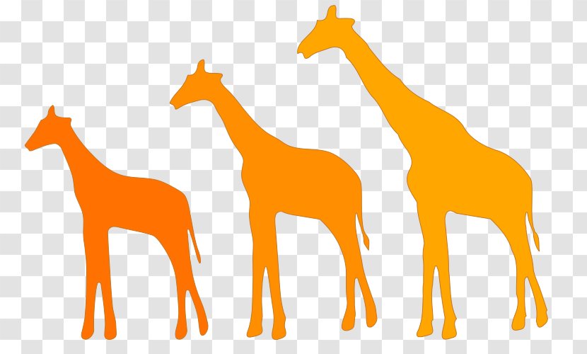 Giraffe Lamarckism Evolution Darwinism Natural Selection - Charles Darwin - Giraffes Transparent PNG
