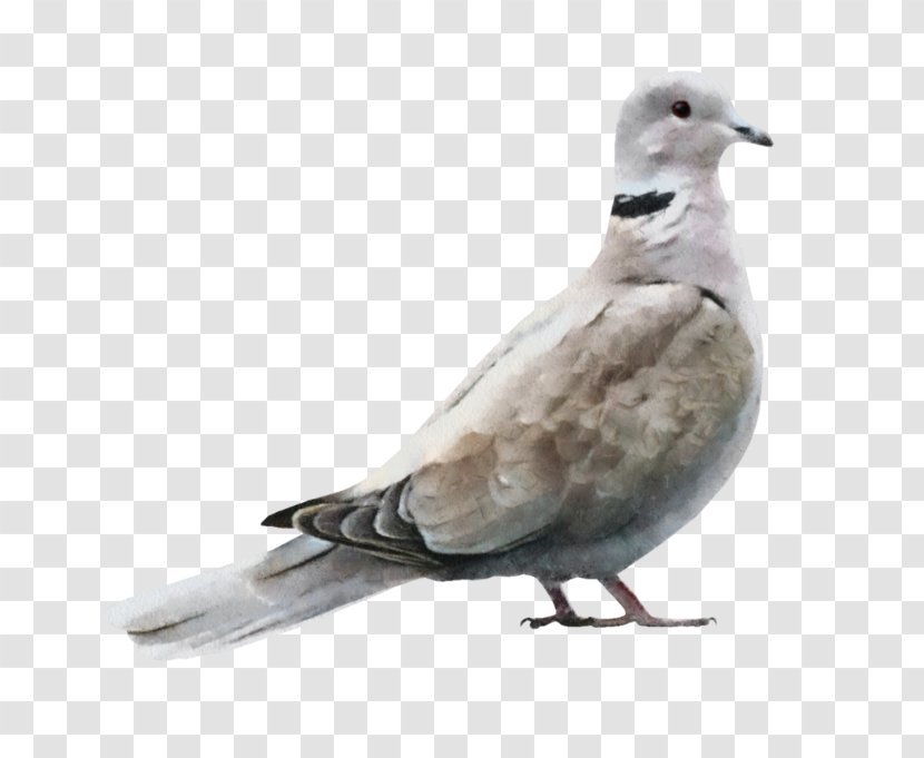 Bird Gulls Image - Fauna Transparent PNG