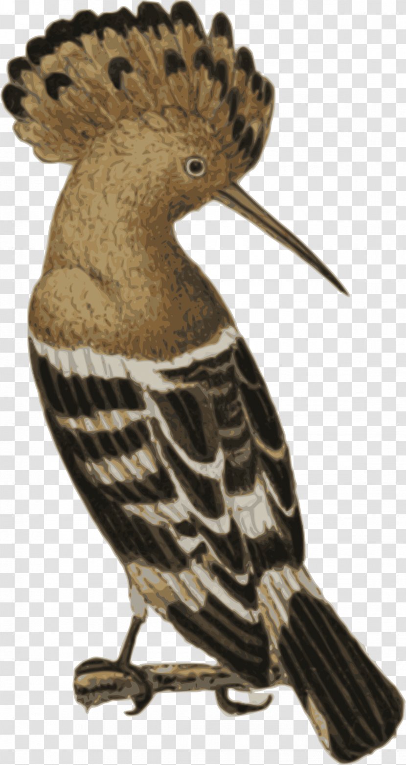 Bird Eurasian Hoopoe Afro-Eurasia Clip Art - Watercolor Transparent PNG