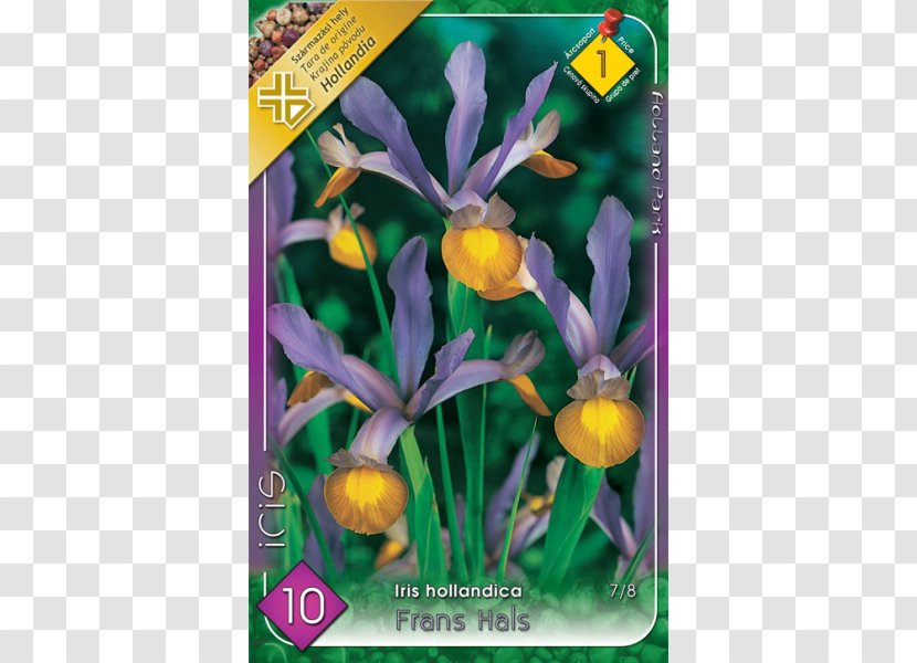 Iris × Hollandica Siberian Netted Danfordiae Ulmus 'Wredei' - Purple - Flower Transparent PNG