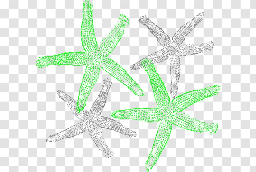 Starfish Clip Art - Organism - Vector Transparent PNG