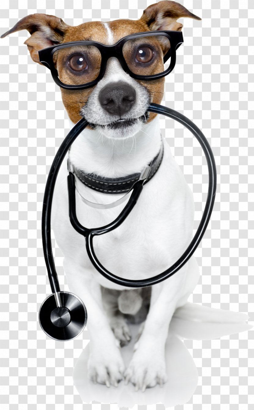 Dog Veterinarian Pet Cat Physician - Stethoscope Transparent PNG