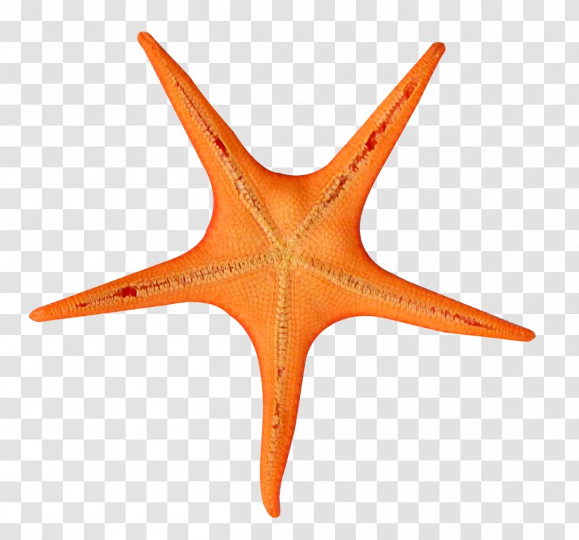 Starfish Color Clip Art - Orange Transparent PNG