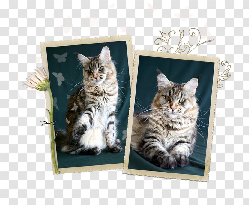 Kitten European Shorthair American Maine Coon Domestic Short-haired Cat - Box Transparent PNG