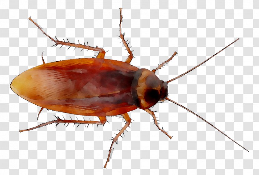 German Cockroach The American - Organism - Insect Transparent PNG