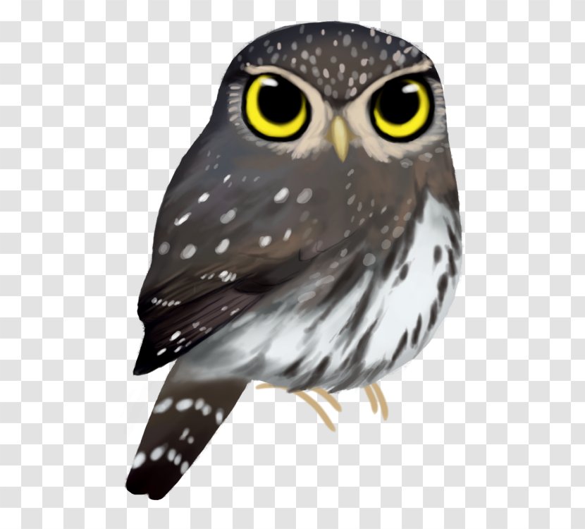 Owl Beak Feather Animal - Fauna Transparent PNG