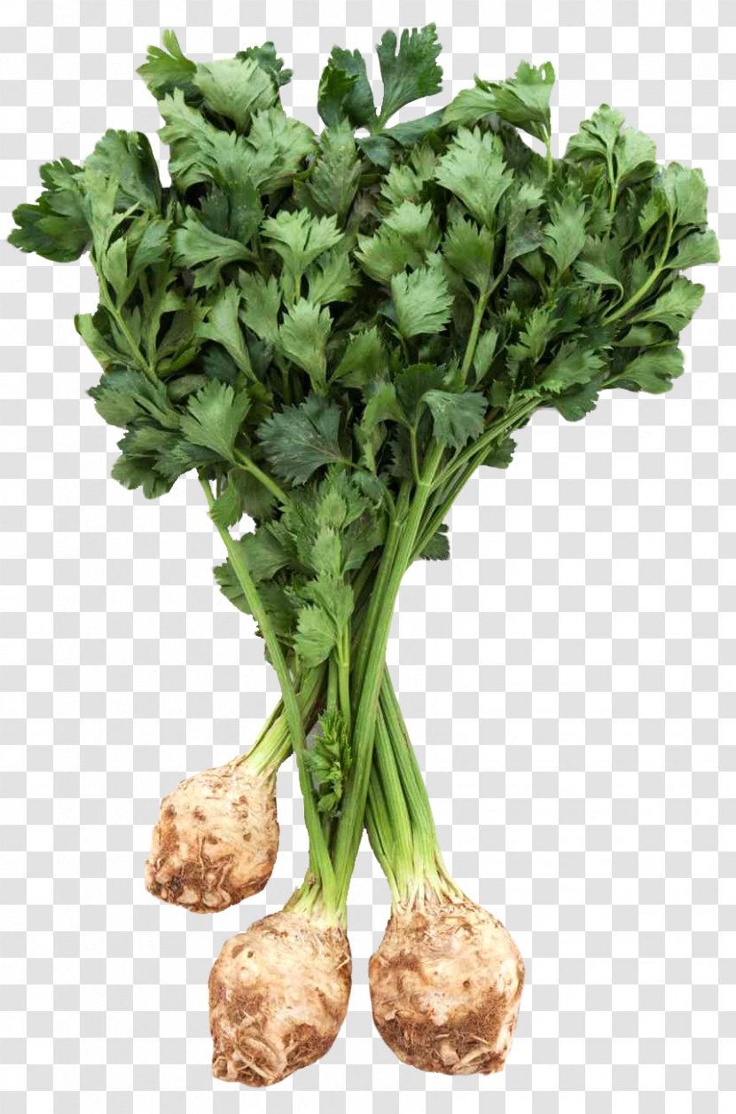 Celeriac Vegetable - Leaf Celery - Fresh Root With Leaves Transparent PNG
