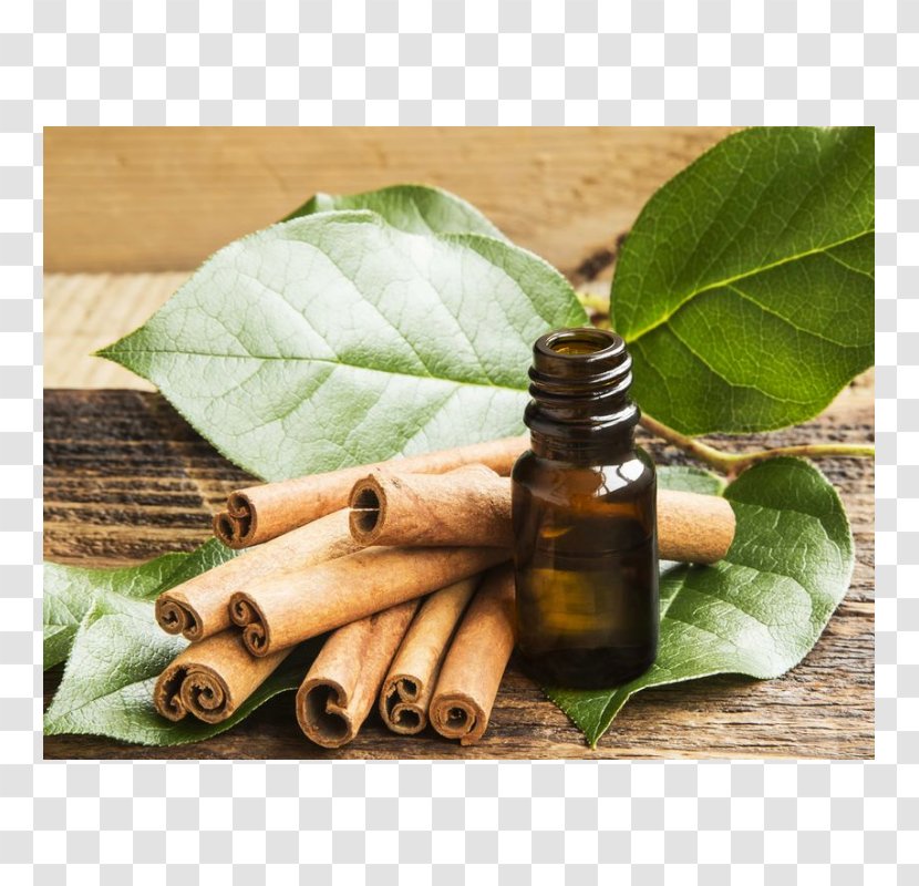Distillation Cinnamon Leaf Oil Essential - Herbalism Transparent PNG