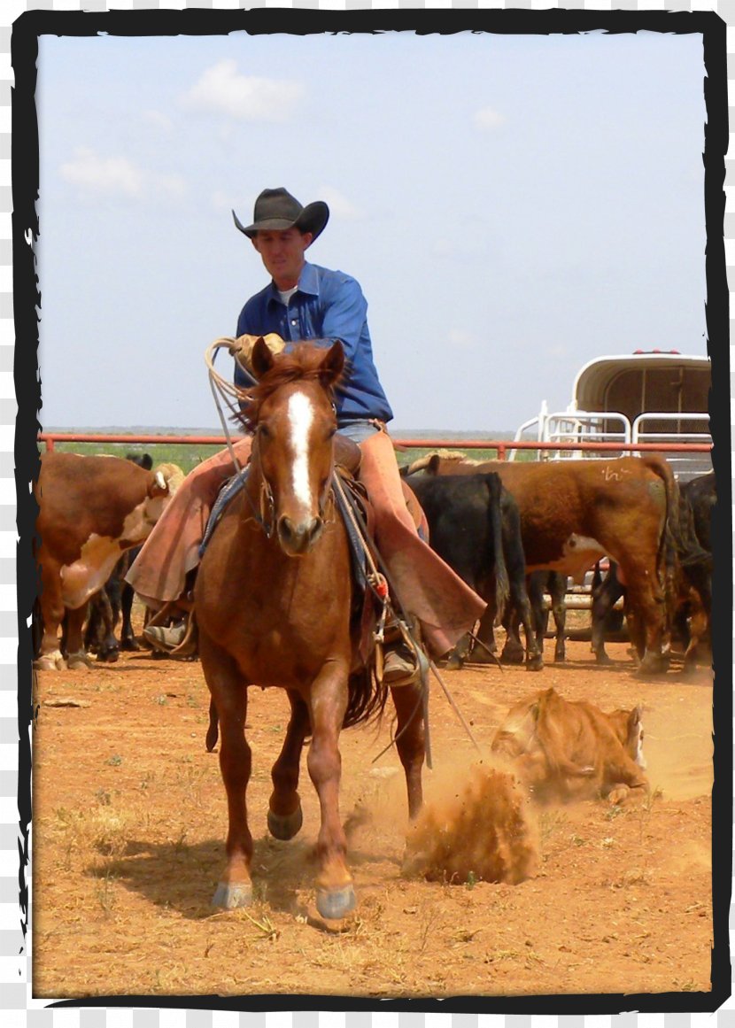 Tongue River Ranch Cattle Waggoner Cowboy - Llanero - Horse Transparent PNG