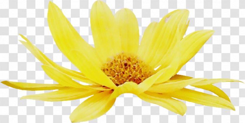 Chrysanthemum - Yellow Transparent PNG