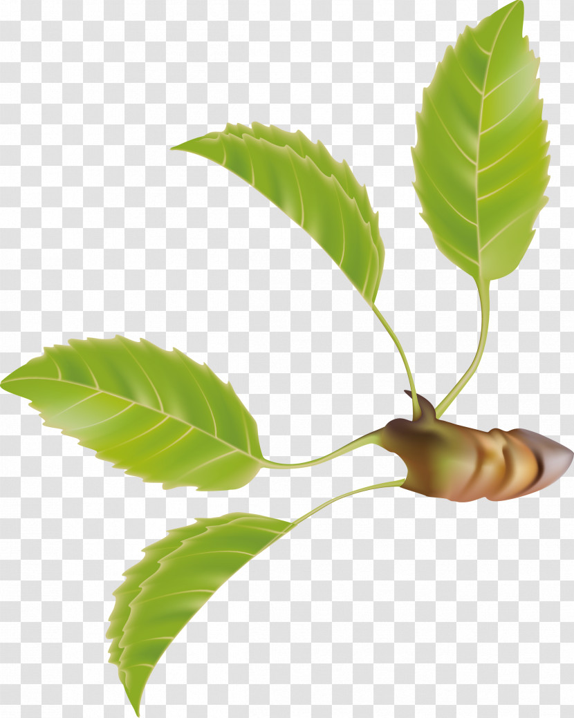 Leaf Transparent PNG