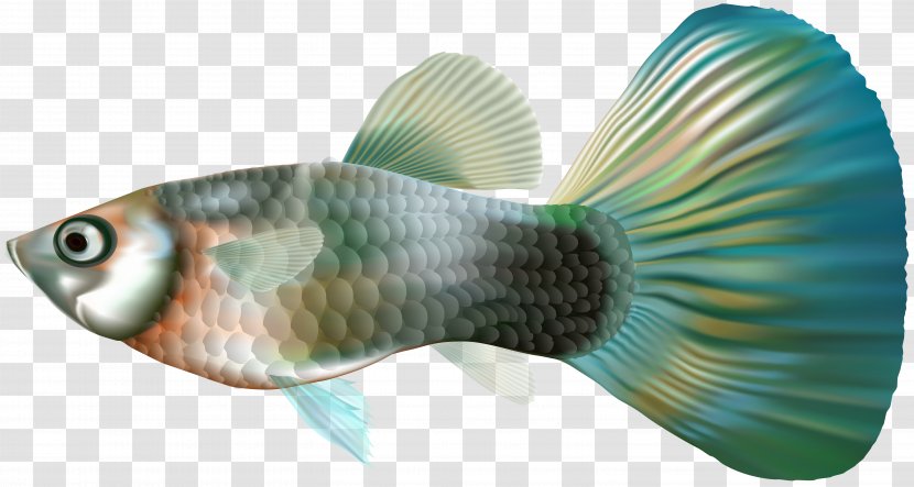 Guppy Fish Clip Art - Tail - Female Transparent PNG